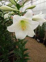 [4119 White Promise DJ No02.JPG]